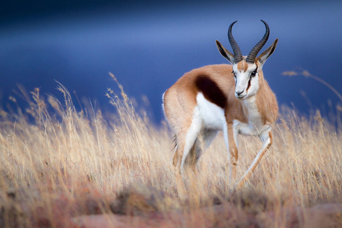 Antilopa Springbok - 88 km/h (54.68 mph)