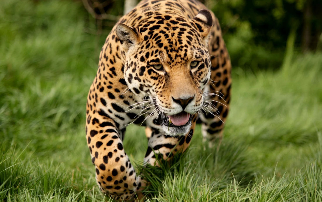 Jaguarul - 80 km/h (50.0 mph)