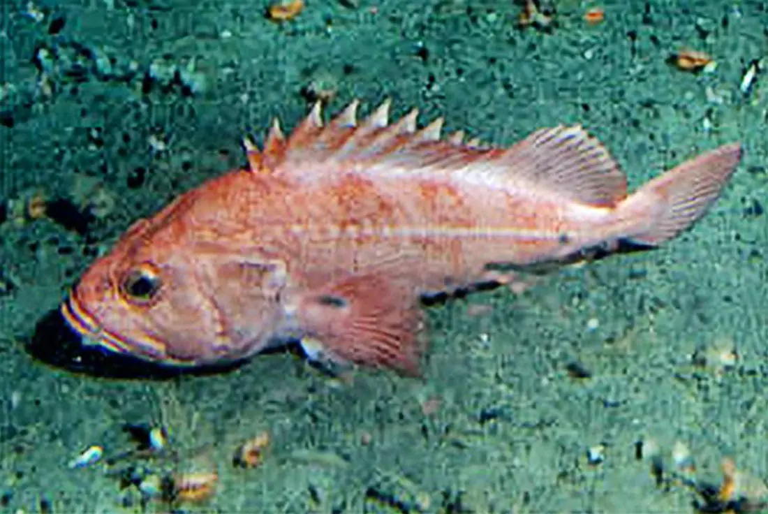Pestele incruntat - The rougheye rockfish