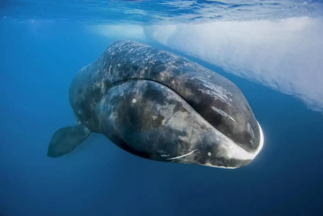 Balenă de Groenlanda